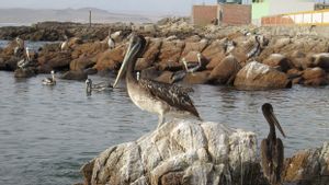 Virus H5N1 Menyebar, Puluhan Ribu Burung dan Ratusan Singa Laut Mati di Kawasan Lindung Peru 
