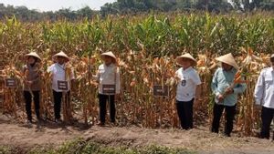 Panen Jagung Melimpah, Kementan Tegaskan Tak Perlu Impor