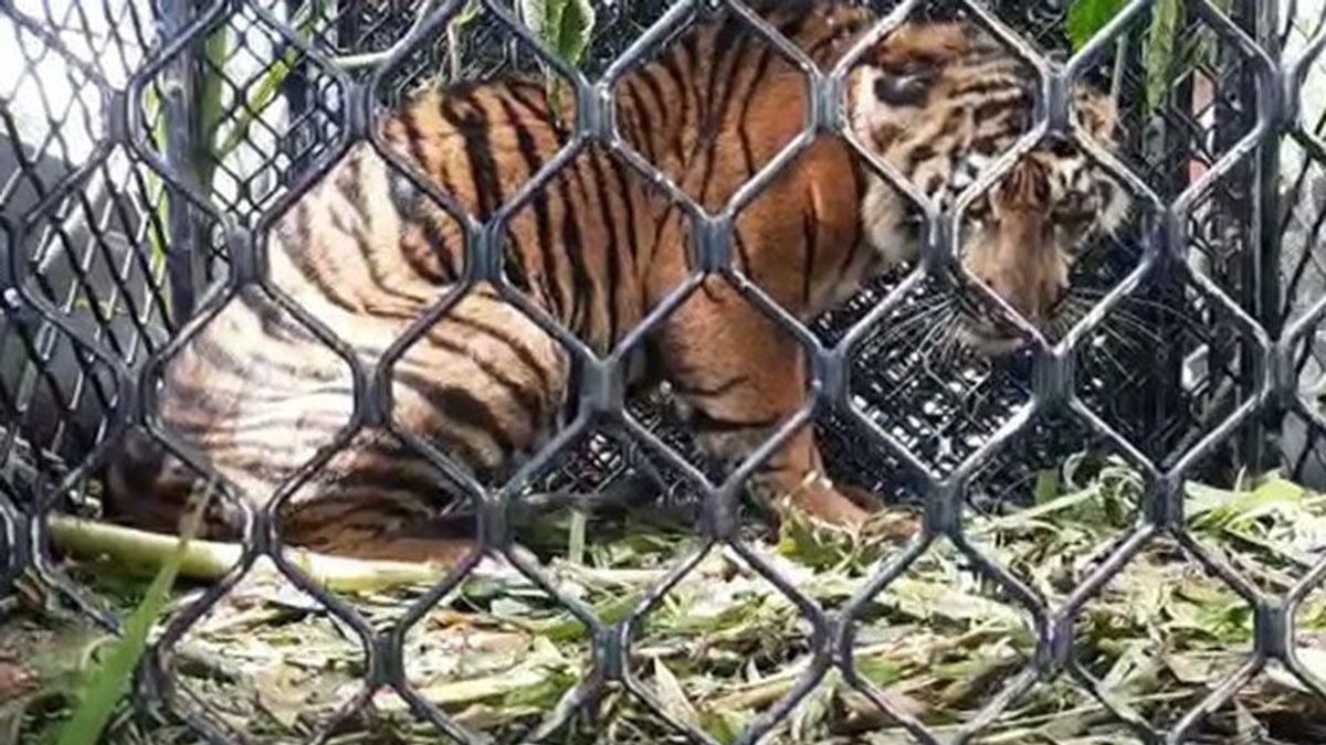 Harimau Sumatra Masuk ke Perkebunan, Tim BKSDA Aceh Lakukan Penggiringan