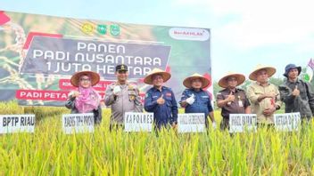 Riau Turut Andil Panen Padi Nusantara 1 Juta Hektare