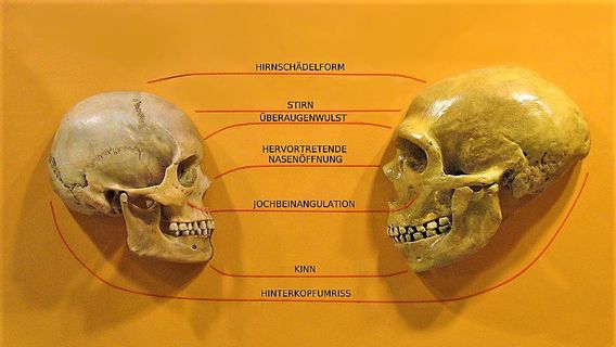 研究者は、古代のニーダータール人が聞くことができ、人間のように音を作ることができることを発見