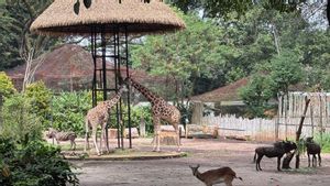 Tak Perlu Khawatir, Hewan Bandung Zoo Aman dan Terurus di Tengah Konflik