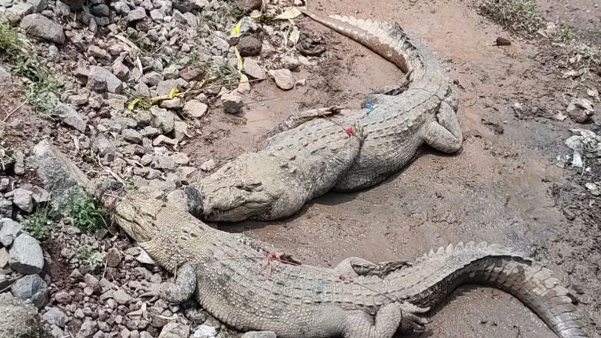 Petugas Tangkap 3 Buaya yang Lepas dari Penangkaran Cianjur Gara-gara Tembok Jebol