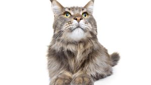7 Tips Merawat Kucing Berbulu Panjang, Biar Enggak Rontok atau Jamuran