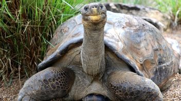 Separated By COVID-19 Quarantine, Two Galapagos Tortoises Have First Date Via Video Call