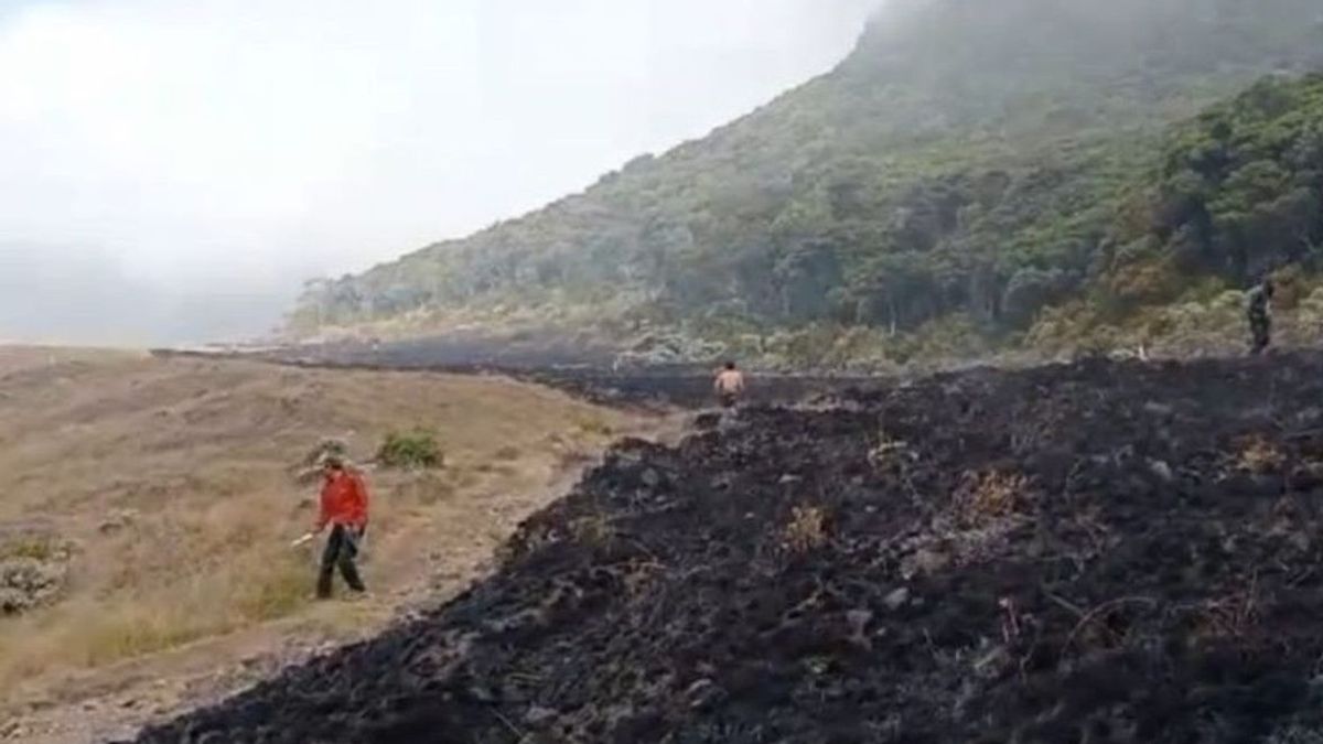 森林和陆地火灾 Suryakencana Gunung Gede Alun-alun Suryakencana Gunung Gede TNGPP-Balai Gakum LHK