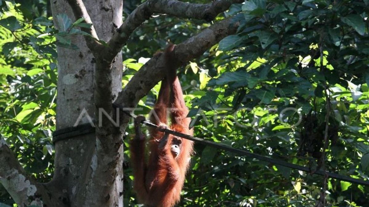 Polisi Aceh Tangkap 3 Orang Penjual Orang Utan yang Dimasukkan ke Tas Ransel