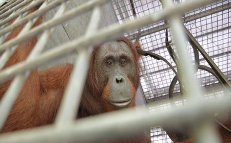 Setelah Direhabilitasi, 10 Orangutan Dilepasliarkan di TN Bukit Baka Bukit Raya Kalteng