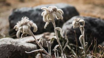Bunga Edelweis: Simbol Keabadian yang Tak Boleh Dipetik dan Perlu Dijaga Kelestariannya