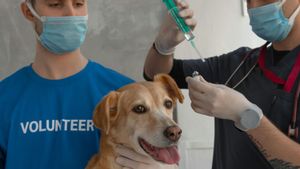 Dog Sterilization Vaccine Without Operation: New Revolution From Chile