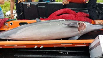 数十只海豚搁浅在巴厘岛的巴图通彭克龙孔海滩上