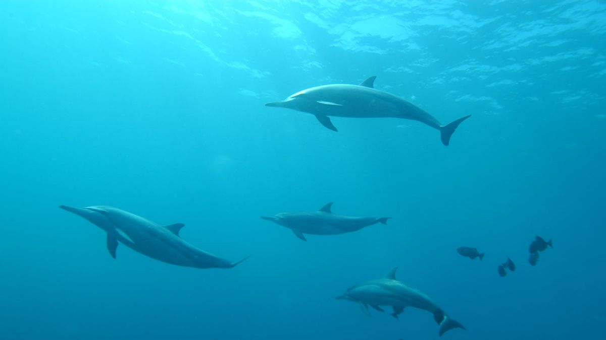 イルカの攻撃シャークがいます、シドニーの人気のあるビーチはすぐに閉鎖されます