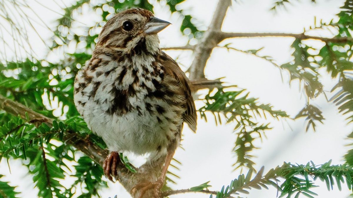 Fosil Tengkorak 'Unik' dari Brasil Ungkap Evolusi Otak Burung