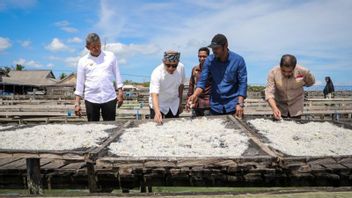 在苏拉威西岛东南部旅行后的Menkop：8米池塘龙虾养殖可以获利10亿印尼盾
