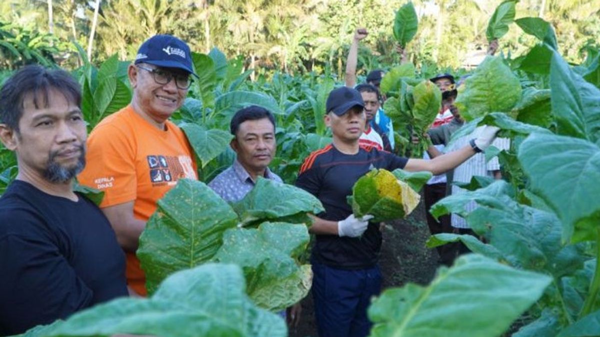 Hooray, Farmers Of Gunungkidul Tobacco Harvest Area 68.5 Hectares