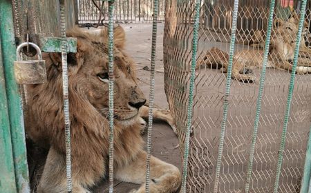 Krisis Ekonomi Membuat Singa di Kebun Binatang Sudan Terlantar