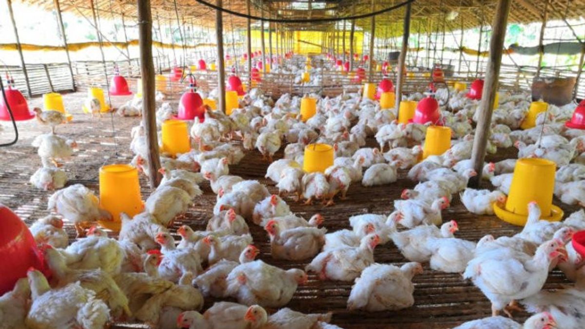 巴帕纳斯增加农民的吸收以保持鸡肉价格的稳定