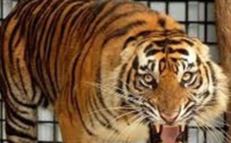 Harimau Sumatra Masuk Kamp Pekerja di Pelalawan