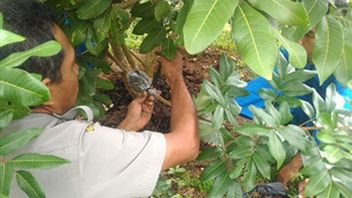 砍伐鳄梨树的技术,使其快速生长和结出果实