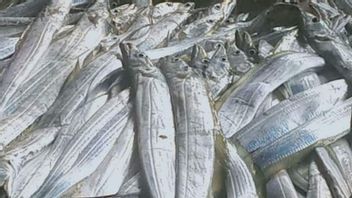 Nelayan di Kabupaten Mukomuko Panen Ikan Layur, Satu Hari Dapat 50 Ton