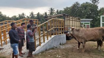 Desperately Entering Livestock Although Banned, Kulon Progo Agriculture Service: Via The 'Tikus'