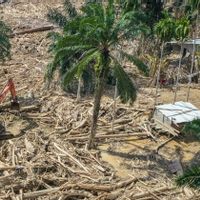 Pemanfaatan Kayu Pascabencana, Pemerintah Tegaskan Ada Regulasi
