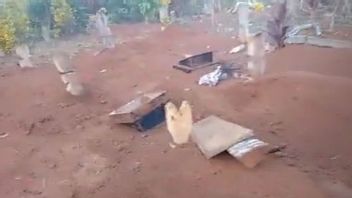 A Herd Of Wild Elephants In Suoh Lampung Barat Damaged Public Cemetery