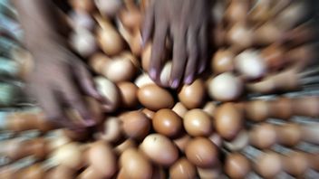 Jaga Keseimbangan Harga Telur Ayam, Ini Langkah yang Dilakukan Badan Pangan