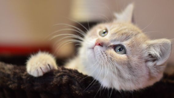 Harus Segera Diatasi, Kenali 7 Penyebab Bulu Kucing Rontok Parah