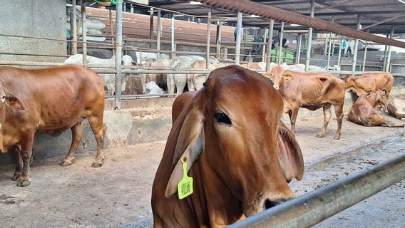 Le maire de Depok publie un tour pour distribuer de la viande de la victime sans plastique