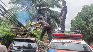 Pohon Tumbang Timpa Mobil Warga di Padang, BPBD Lakukan Evakuasi 