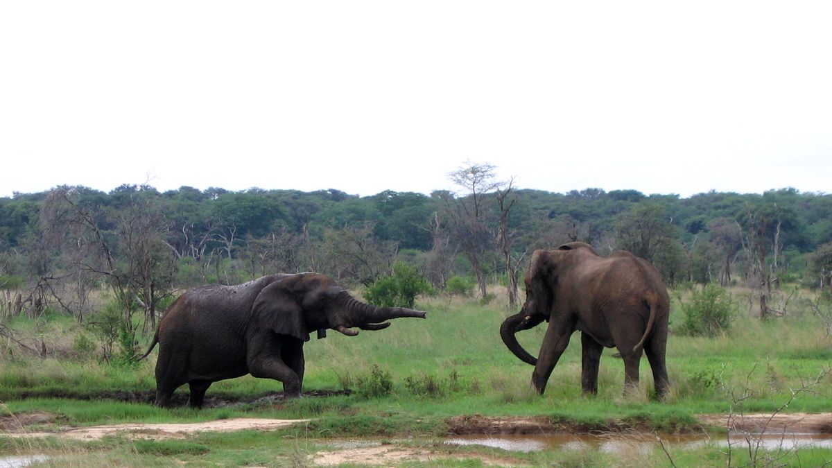 ジンバブエ国立公園の数十頭のゾウが気候変動で喉の渇きで死亡