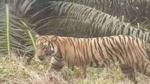 Waspada! Harimau Liar Terpantau Berkeliaran di Pemukiman Solok Sumbar