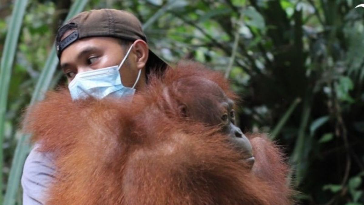 ثلاثة Orangutans اسمه سيلي ، مايا ، صدر في غابة كابواس هولو كالبار