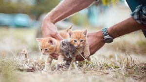 Kakek 63 Tahun di Semarang Santap Daging Kucing Ditangkap, Alasannya untuk Obati Penyakit 