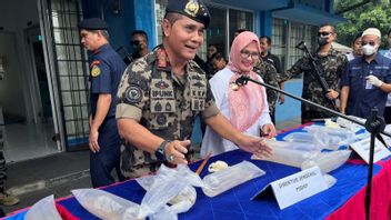 KKP Coba Endus Otak Utama usai Gagalkan Penyelundupan 52 Ribu Benih Lobster Ilegal di Lampung