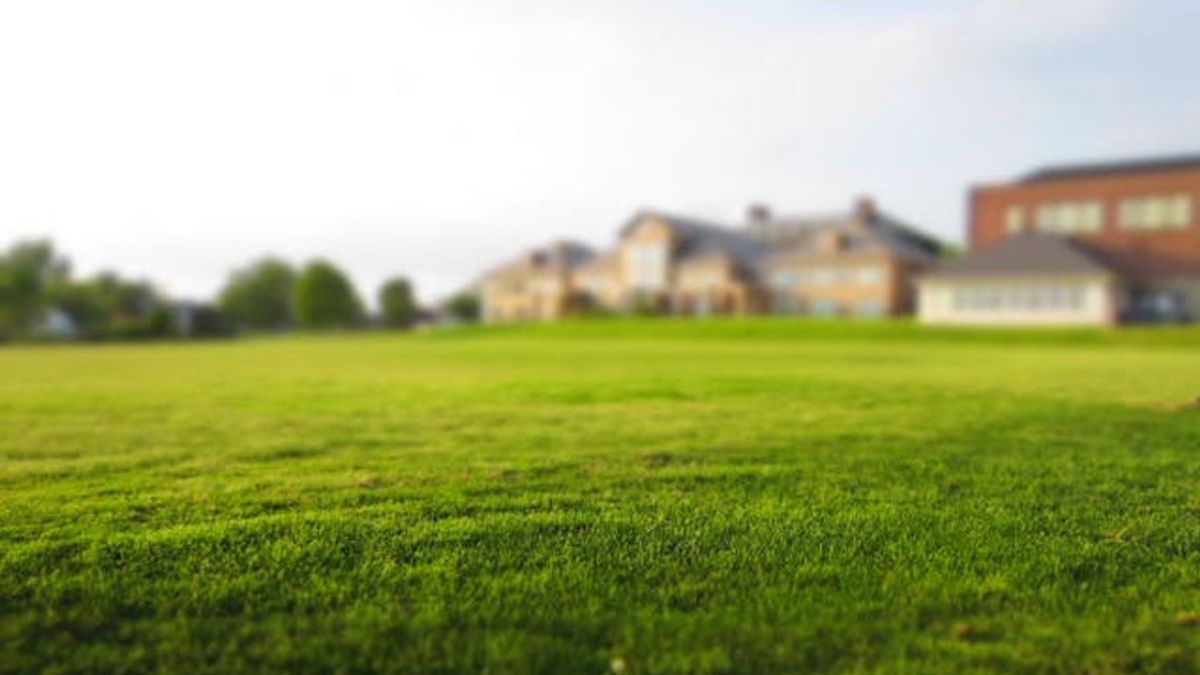 Dry Grass On The Sceneyard Disrupts The Scene, Here's How To Regreen It