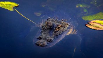 タイの深刻な浸水、100匹以上のワニが安全のために破壊されました