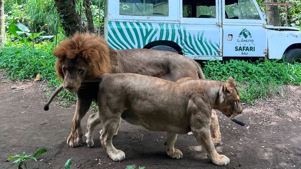 Kemenpar Tegaskan Kesiapan Bali Safari Tampung Wisatawan di Masa Libur Sekolah