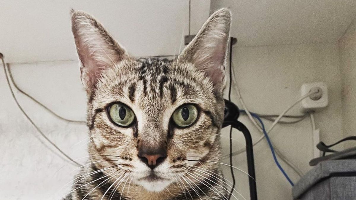 Perkenalkan Kokom, Kucing yang Dikasih ID Pranata Teknis Perkochengan PUPR