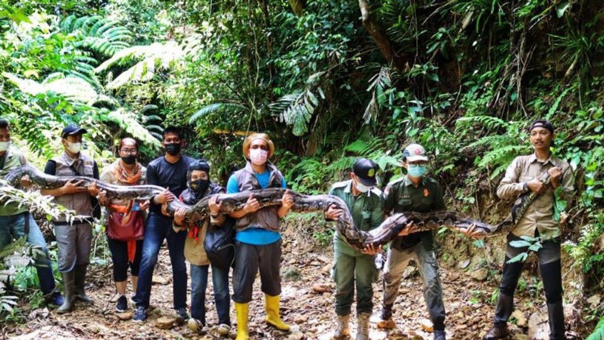 See The Appearance Of A Released 9-meter Python, Originally Intended To Be Killed By Residents