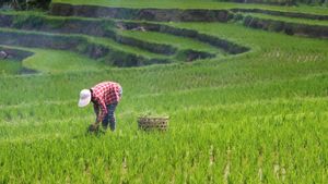 CORE Sarankan Pemerintah Evaluasi Strategi Pertanian untuk Jaga Pertumbuhan Ekonomi