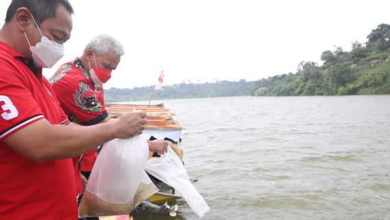 Ganjar Pranowo Et Les Cadres Du PDIP Dispersent Des Graines De Poisson De Megawati, Puan Maharani Présentent Des Données Virtuelles
