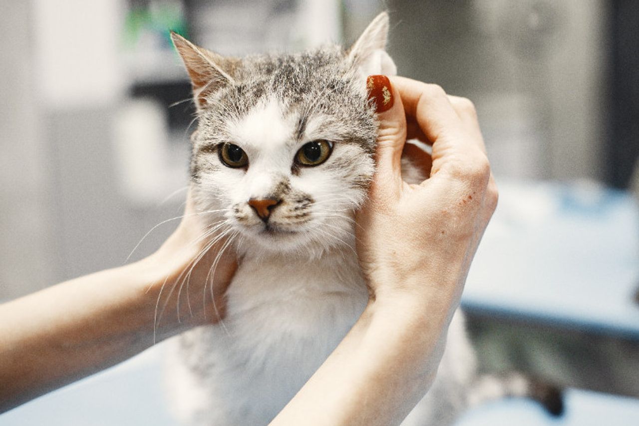 Dirty Cat's Ears: Here Are Some Ways To Clean It