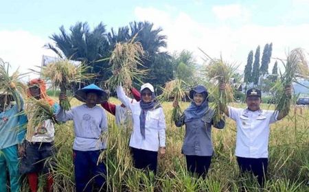 Kementan: Produksi Padi Triwulan III Capai 43,28 Juta Ton GKG