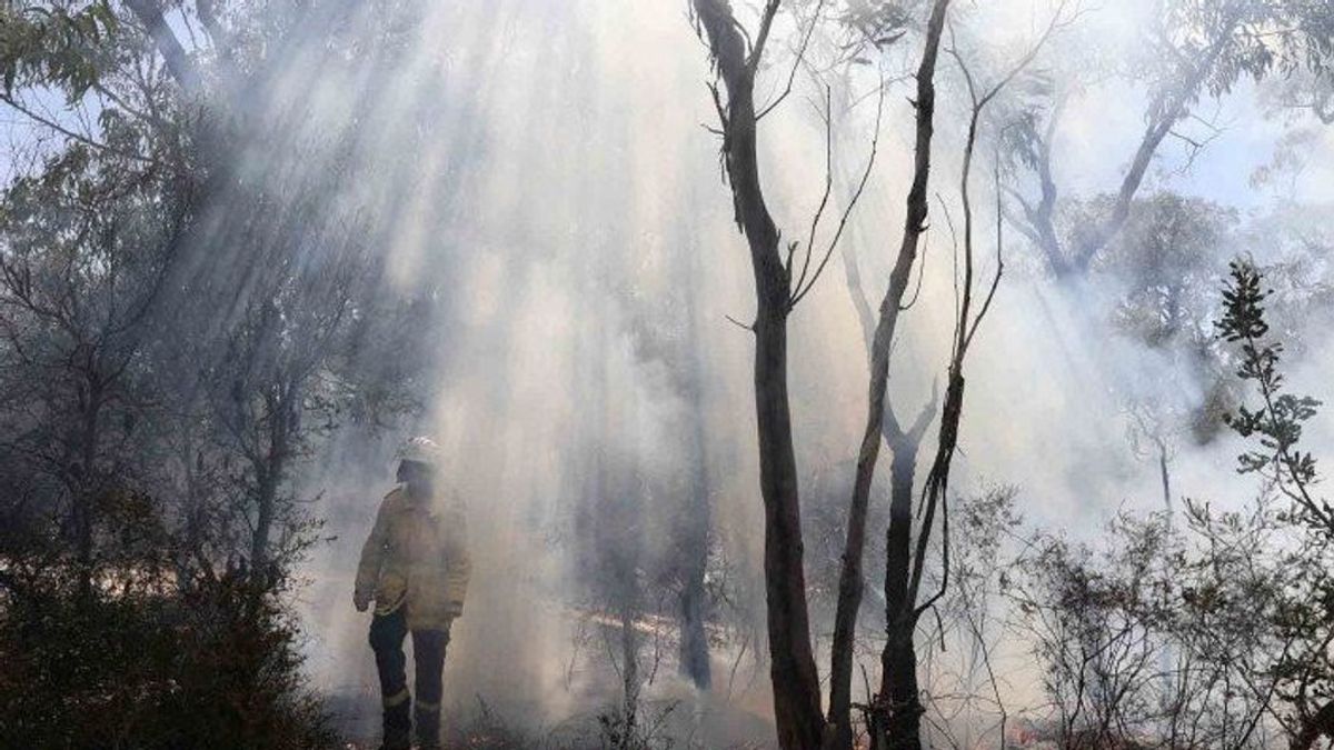 Titik Panas di Sumbar Meningkat, Pemrov Minta Petugas Siaga Kebakaran Hutan