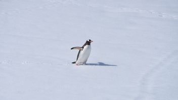 Penguins Offer Multiple Clues About Climate Change In Antarctica