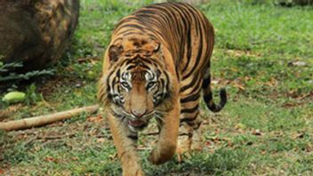 2 Harimau Terpapar COVID di Ragunan, Ahli Primata IPB: Belum Ada Data Hewan Bisa Tularkan ke Manusia