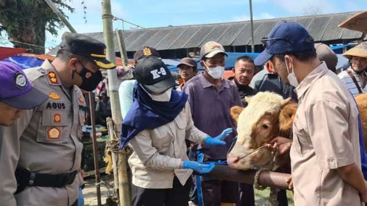 Regent Ensures Livestock In Temanggung Free Of PMK