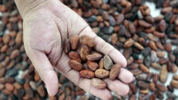 Impor Kakao Melonjak, Produksi Dalam Negeri Belum Mampu Mengimbangi